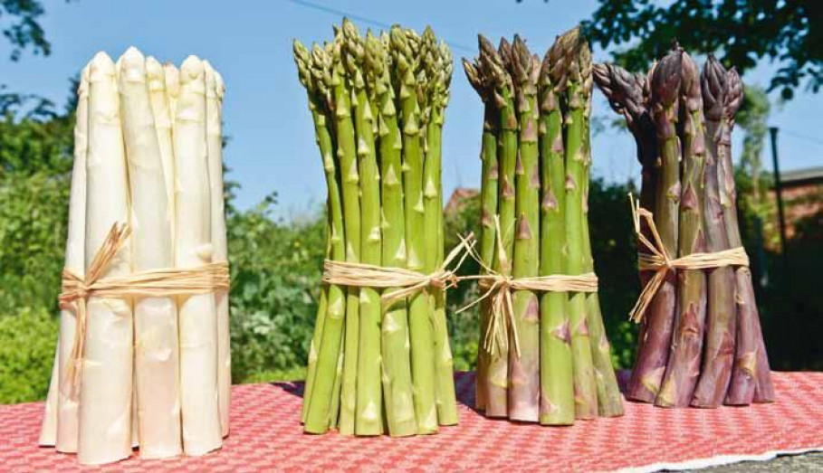 Where asparagus and durks thrive, FRANCE