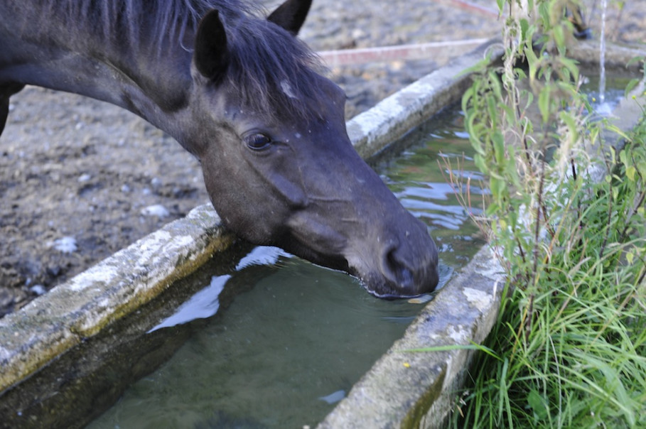Happy horses thanks to revitalized water, Denmark